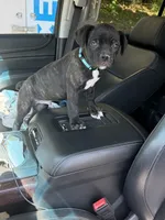 Chicken Little, a male Cane Corso for sale in Raleigh, NC – 2 of 3