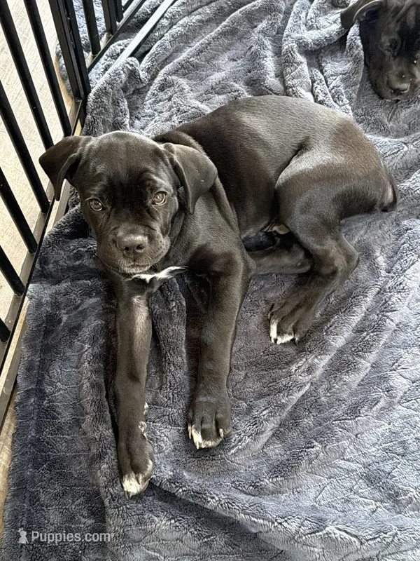 Diva – Cane Corso puppy for sale in Raleigh, NC