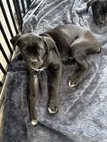 Diva, a female Cane Corso for sale in Raleigh, NC – 1 of 4