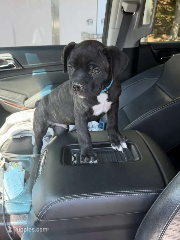 Chicken Little – Cane Corso puppy for sale in Raleigh, NC