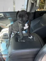 Chicken Little, a male Cane Corso for sale in Raleigh, NC – 1 of 3