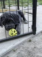 Bleu Boy, a male Cane Corso for sale in Raleigh, NC – 4 of 6