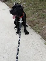 Bear, a male Cane Corso for sale in Raleigh, NC – 8 of 8