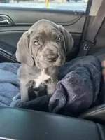 Bleu Boy, a male Cane Corso for sale in Raleigh, NC – 5 of 6