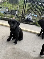 Thanos, a male Cane Corso for sale in Raleigh, NC – 3 of 4