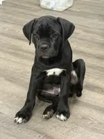 Thanos, a male Cane Corso for sale in Raleigh, NC – 2 of 4