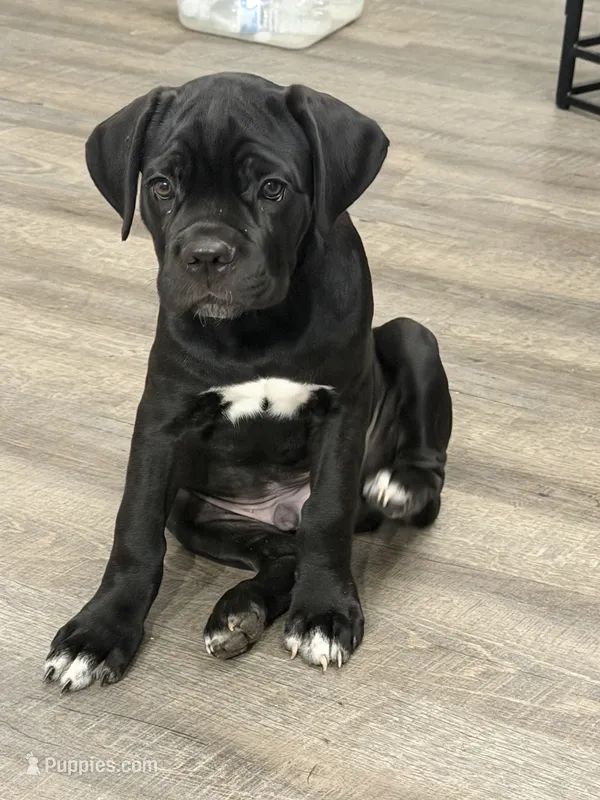 Thanos – Cane Corso puppy for sale in Raleigh, NC