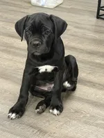 Thanos, a male Cane Corso for sale in Raleigh, NC – 1 of 4