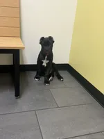 Bear, a male Cane Corso for sale in Raleigh, NC – 4 of 8