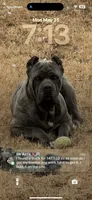Bleu Boy, a male Cane Corso for sale in Raleigh, NC – 3 of 3