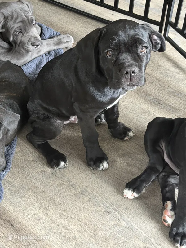 Thanos – Cane Corso puppy for sale in Raleigh, NC