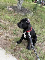 Bear, a male Cane Corso for sale in Raleigh, NC – 7 of 8