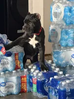 Bear, a male Cane Corso for sale in Raleigh, NC – 2 of 8