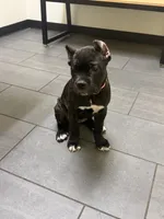 Bear, a male Cane Corso for sale in Raleigh, NC – 3 of 8