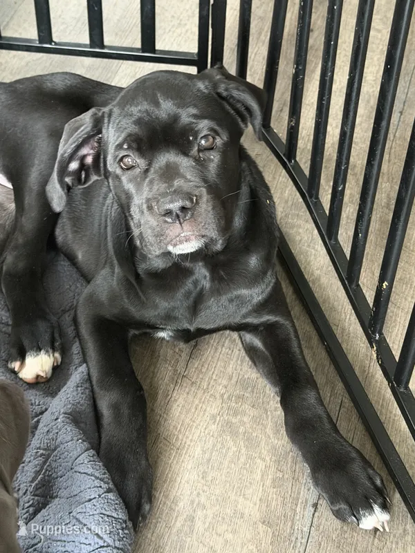 KeedaBlack – Cane Corso puppy for sale in Raleigh, NC