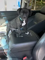 Chicken Little, a male Cane Corso for sale in Raleigh, NC – 3 of 3