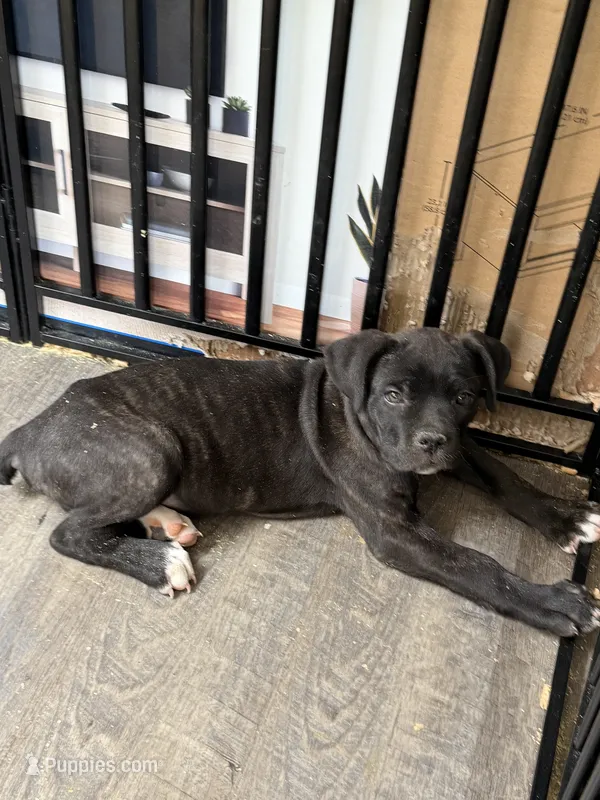 Tony Sunshine – Cane Corso puppy for sale in Raleigh, NC