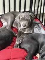 Bleu Boy, a male Cane Corso for sale in Raleigh, NC – 3 of 6