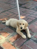 AKC Lime green female , a female Golden Retriever for sale in Chino, CA – 4 of 4