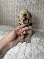 Black collar, a male Golden Retriever for sale in Chino, CA – Photo 3 of 5