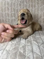 Black collar, a male Golden Retriever for sale in Chino, CA – Photo 4 of 5