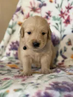 Black collar, a male Golden Retriever for sale in Chino, CA – Photo 2 of 5