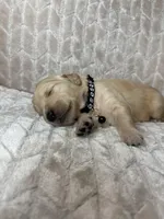 Black collar, a male Golden Retriever for sale in Chino, CA – Photo 5 of 5