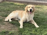 Black collar, a male Golden Retriever for sale in Chino, CA – Photo 4 of 5