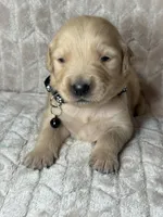 Black collar, a male Golden Retriever for sale in Chino, CA – Photo 2 of 5