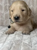 Black collar, a male Golden Retriever for sale in Chino, CA – Photo 1 of 5
