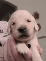AKC black male , a male Golden Retriever for sale in Chino, CA – 1 of 5
