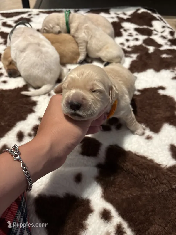 Orange band  – Golden Retriever puppy for sale in Chino, CA