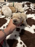 Orange band , a male Golden Retriever for sale in Chino, CA – 1 of 2