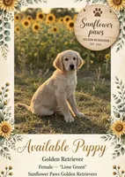 AKC Lime green (OFA & genetic) , a female Golden Retriever for sale in Chino, CA – 1 of 3
