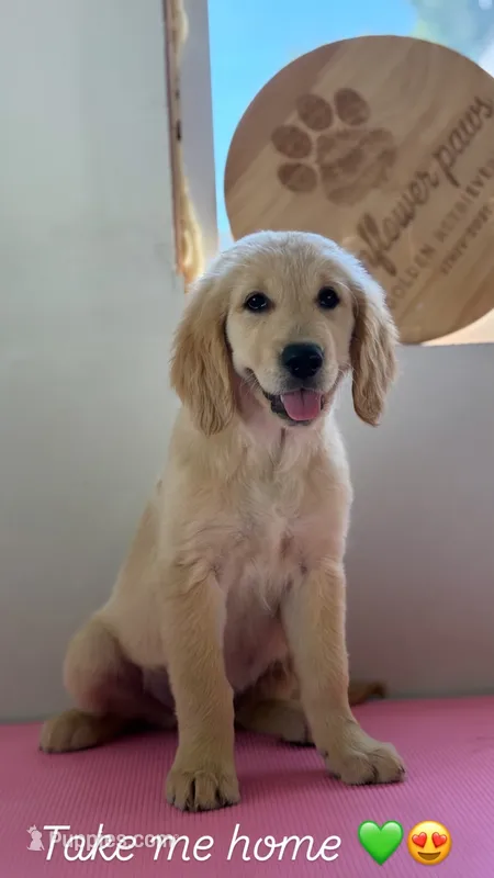 AKC Lime green female  – Golden Retriever puppy for sale in Chino, CA