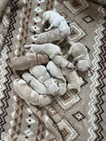 Purple band , a female Golden Retriever for sale in Chino, CA – 4 of 9