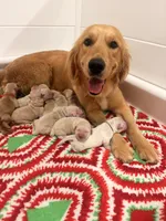 Burgundy band , a female Golden Retriever for sale in Chino, CA – 2 of 9