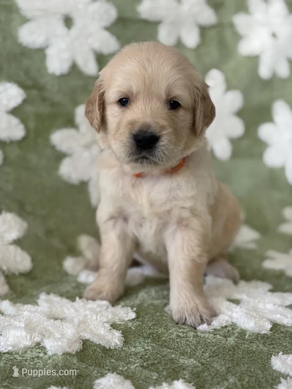 Orange band  – Golden Retriever puppy for sale in Chino, CA