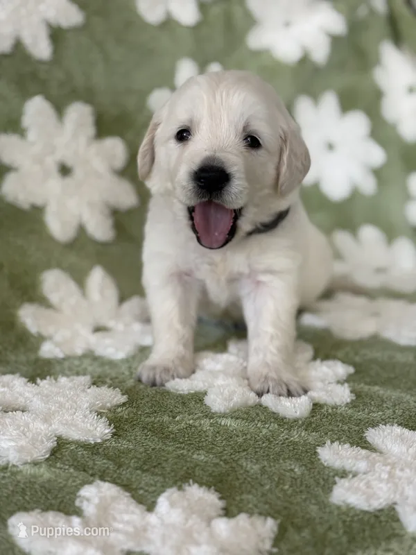 Gray band  – Golden Retriever puppy for sale in Chino, CA
