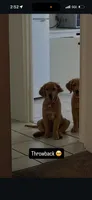 Coming soon (read description), a female Golden Retriever for sale in Chino, CA – 3 of 10