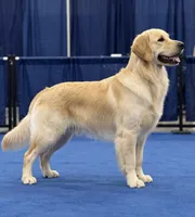 AKC Lime green (OFA & genetic) , a female Golden Retriever for sale in Chino, CA – 2 of 3