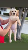 Light pink, a female Golden Retriever for sale in Chino, CA – 2 of 7