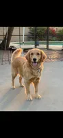 Blue  (read description) OFA/genetic tested , a female Golden Retriever for sale in Chino, CA – 2 of 10