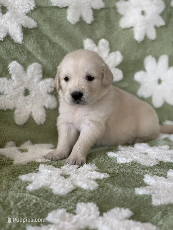Pink band  – Golden Retriever puppy for sale in Chino, CA