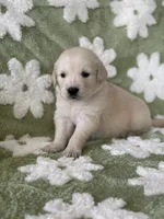 Pink band , a female Golden Retriever for sale in Chino, CA – 8 of 10