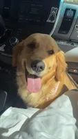 Yellow (read description) OFA/genetic tested, a male Golden Retriever for sale in Chino, CA – 2 of 10