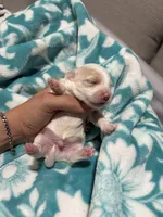 Male (beautiful coat) small , a male Maltipoo and Shihpoo for sale in Chino, CA – 2 of 9