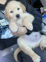 Coming soon (read description), a female Golden Retriever for sale in Chino, CA – 2 of 10