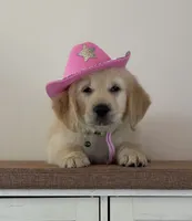Lime green female , a female Golden Retriever for sale in Chino, CA – 4 of 4