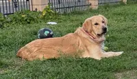 AKC yellow female, a female Golden Retriever for sale in Chino, CA – 3 of 6